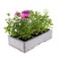 Verbena Mixed 6 Pack Boxed Bedding Alternative Image
