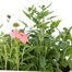 Verbena Mixed 6 Pack Boxed Bedding Alternative Image