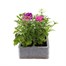 Verbena Mixed 6 Pack Boxed Bedding Alternative Image