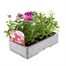 Verbena Mixed 6 Pack Boxed Bedding Alternative Image