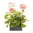 Geranium Bullseye Salmon 6 Pack Boxed BeddingAlternative Image2