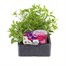 Callibrachoa Callie Mixed 6 Pack Boxed BeddingAlternative Image1
