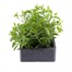 Callibrachoa Callie Mixed 6 Pack Boxed BeddingAlternative Image2