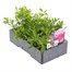 Callibrachoa Callie Mixed 6 Pack Boxed BeddingAlternative Image3