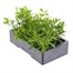 Callibrachoa Callie Mixed 6 Pack Boxed BeddingAlternative Image4