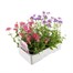 Nemesia Mixed Collection 6 Pack Boxed BeddingAlternative Image3