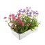 Nemesia Mixed Collection 6 Pack Boxed BeddingAlternative Image4