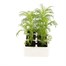 Cosmos Sonata White 6 Pack Boxed BeddingAlternative Image2