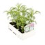 Cosmos Sonata White 6 Pack Boxed BeddingAlternative Image3