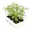 Cosmos Sonata White 6 Pack Boxed BeddingAlternative Image4