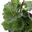Geranium Upright - Tango Pink (6 x 10.5cm pots)Alternative Image1