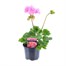 Geranium Upright - Tango Pink (6 x 10.5cm pots)Alternative Image2