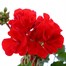 Geranium Upright - Tango Dark Red (6 x 10.5cm pots)Alternative Image2
