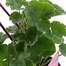 Geranium Upright - Tango Dark Red (6 x 10.5cm pots)Alternative Image1