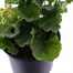 Geranium Upright - Tango White (6 x 10.5cm pots)Alternative Image1