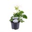 Geranium Upright - Tango White (6 x 10.5cm pots)Alternative Image2