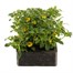 Sanvitalia Cuzco 6 Pack Boxed BeddingAlternative Image2