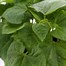 Runner Beans White Emergo 6 Pack Boxed Vegetable Alternative Image