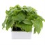 Runner Beans White Emergo 6 Pack Boxed Vegetable Alternative Image
