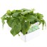 Runner Beans White Emergo 6 Pack Boxed Vegetable Alternative Image