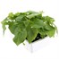 Runner Beans White Emergo 6 Pack Boxed Vegetable Alternative Image