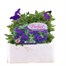 Petunia Picobella Blue 6 Pack Boxed BeddingAlternative Image1