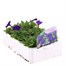 Petunia Picobella Blue 6 Pack Boxed BeddingAlternative Image2