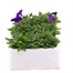 Petunia Picobella Blue 6 Pack Boxed BeddingAlternative Image3