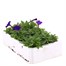 Petunia Picobella Blue 6 Pack Boxed BeddingAlternative Image4