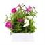 Petunia Picobella Mixed 6 Pack Boxed BeddingAlternative Image2