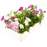 Petunia Picobella Mixed 6 Pack Boxed BeddingAlternative Image3
