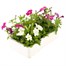 Petunia Picobella Mixed 6 Pack Boxed BeddingAlternative Image4