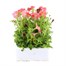 Petunia Picobella Red 6 Pack Boxed BeddingAlternative Image2