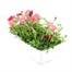 Petunia Picobella Red 6 Pack Boxed BeddingAlternative Image4
