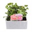Geranium Survivor Salmon Pink Jumbo 6 Pack Boxed BeddingAlternative Image1