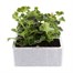 Geranium Survivor Salmon Pink Jumbo 6 Pack Boxed BeddingAlternative Image3