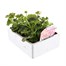 Geranium Survivor Salmon Pink Jumbo 6 Pack Boxed BeddingAlternative Image4