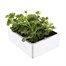 Geranium Survivor Salmon Pink Jumbo 6 Pack Boxed BeddingAlternative Image5