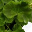 Geranium Survivor Scarlet Jumbo 6 Pack Boxed BeddingAlternative Image1
