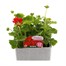 Geranium Survivor Scarlet Jumbo 6 Pack Boxed BeddingAlternative Image2