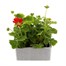 Geranium Survivor Scarlet Jumbo 6 Pack Boxed BeddingAlternative Image3