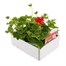 Geranium Survivor Scarlet Jumbo 6 Pack Boxed BeddingAlternative Image4