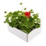 Geranium Survivor Scarlet Jumbo 6 Pack Boxed BeddingAlternative Image5