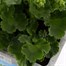 Geranium Survivor White Jumbo 6 Pack Boxed BeddingAlternative Image1