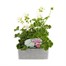 Geranium Survivor White Jumbo 6 Pack Boxed BeddingAlternative Image2