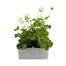 Geranium Survivor White Jumbo 6 Pack Boxed BeddingAlternative Image3
