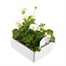 Geranium Survivor White Jumbo 6 Pack Boxed BeddingAlternative Image4