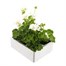 Geranium Survivor White Jumbo 6 Pack Boxed BeddingAlternative Image5