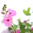 Basket & Patio Collection Pink Jumbo 6 Pack Boxed BeddingAlternative Image1