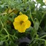 Basket & Patio Collection Yellow Jumbo 6 Pack Boxed BeddingAlternative Image1